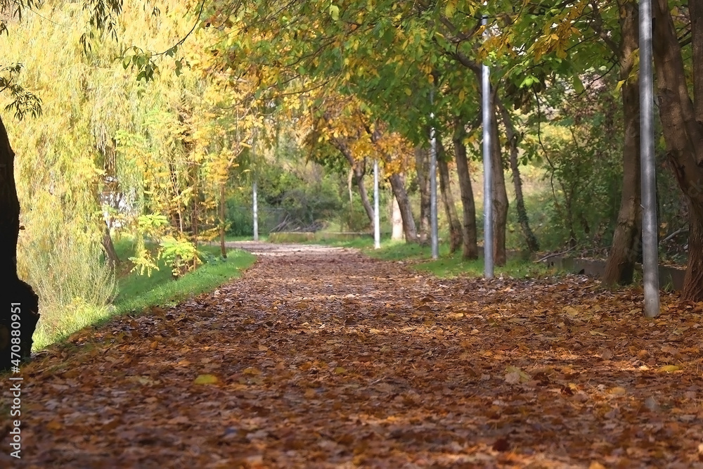 Fallen autumn leaves in the forest. Selective focus.