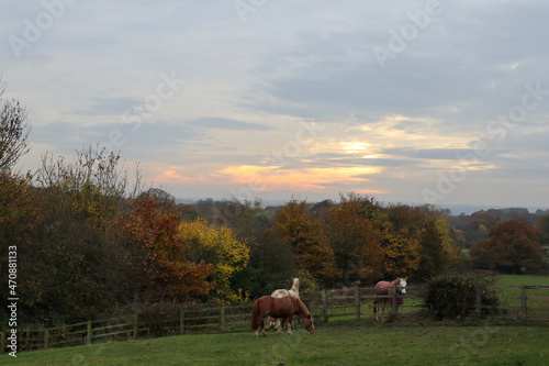 Sunset with horses © Ryan
