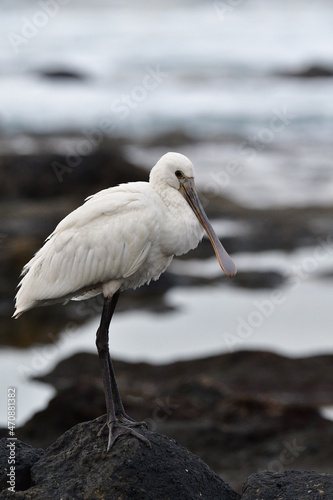 Photography ESPÁTULA COMÚN EN LA COSTA NORTE DE LA ISLA DE TENERIFE