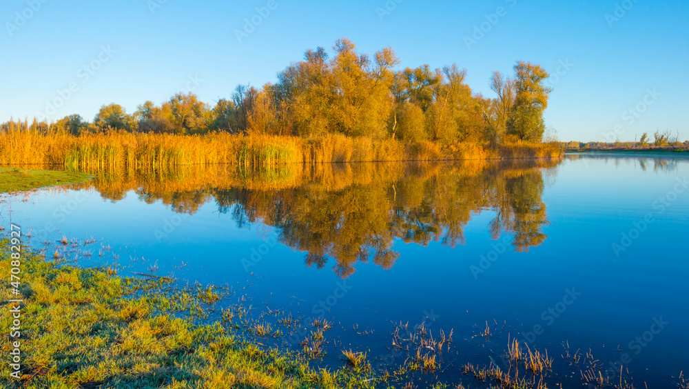Green yellow reed along the edge of a lake in bright sunlight at sunrise in autumn, Almere, Flevoland, The Netherlands, November 22, 2021
