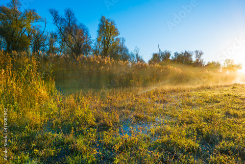 Green yellow reed along the edge of a misty lake in bright sunlight at sunrise in autumn  Almere  Flevoland  The Netherlands  November 22  2021