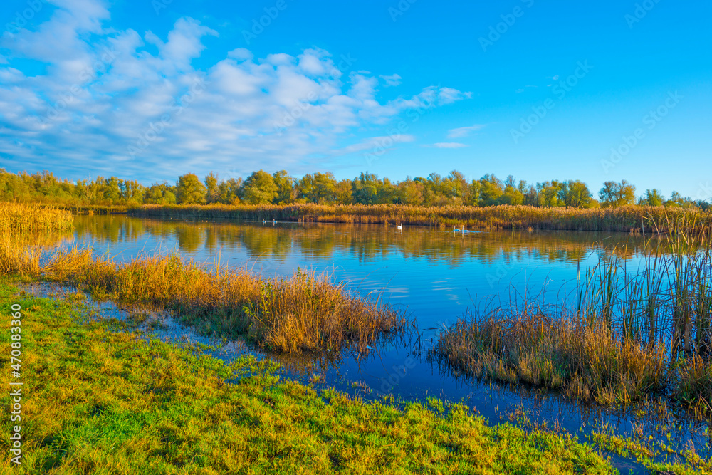 Green yellow reed along the edge of a lake in bright sunlight at sunrise in autumn, Almere, Flevoland, The Netherlands, November 22, 2021