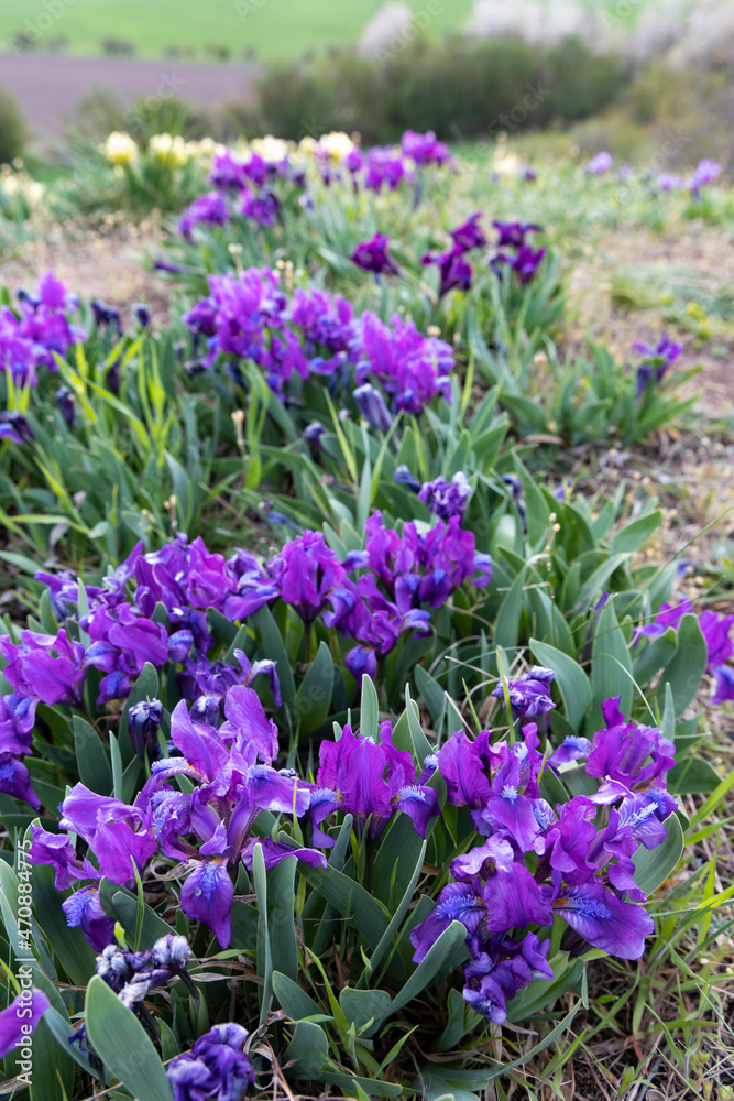 Dwarf iris in Pusty kopec u Konic near Znojmo, Southern Moravia, Czech Republic Dwarf iris in Pusty kopec u Konic near Znojmo, Southern Moravia, Czech Republic