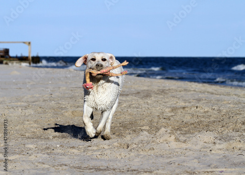 the nice yellow labrador playing at the seashore