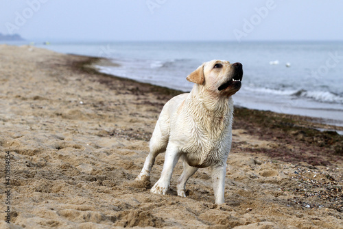 the sweet nice yellow labrador playing at the seashore