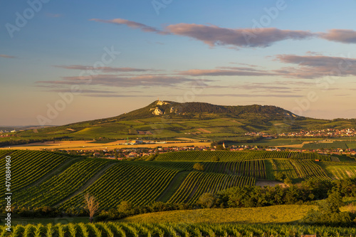 Vineyards under Palava near Dolni Dunajovice  Southern Moravia  Czech Republic