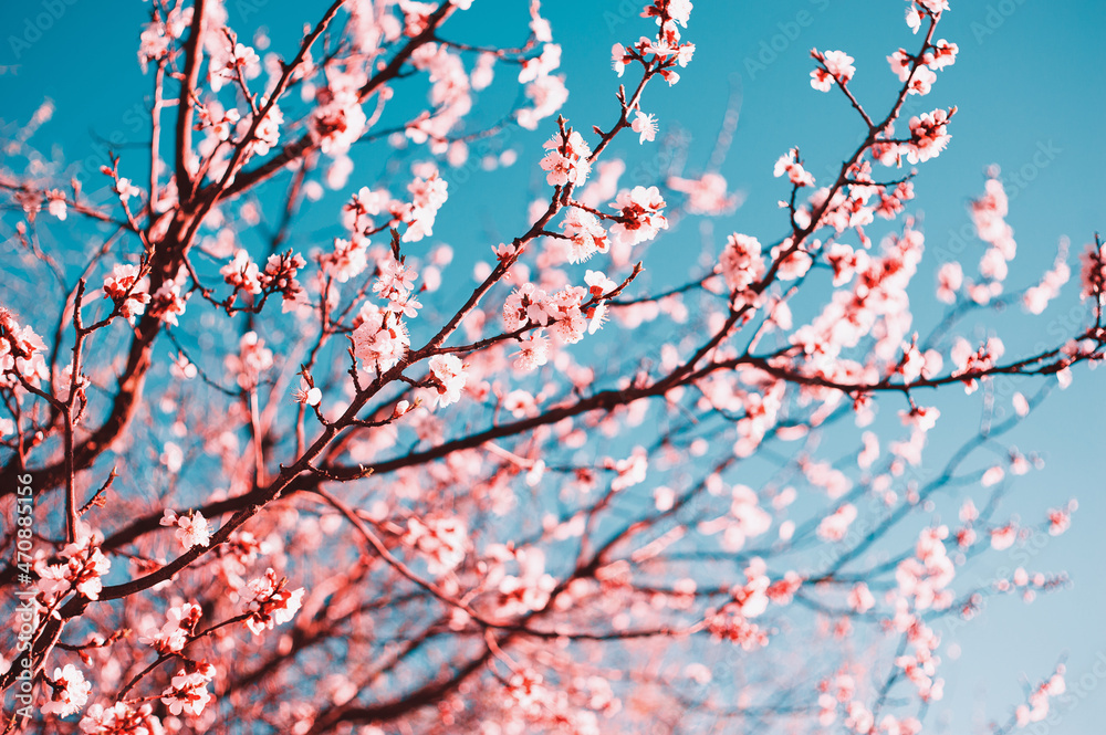 Close-up Beautiful Cherry Blossoms Tree In Spring Sunbeam Close-up Beautiful Cherry Blossoms Tree In Spring Sunbeam