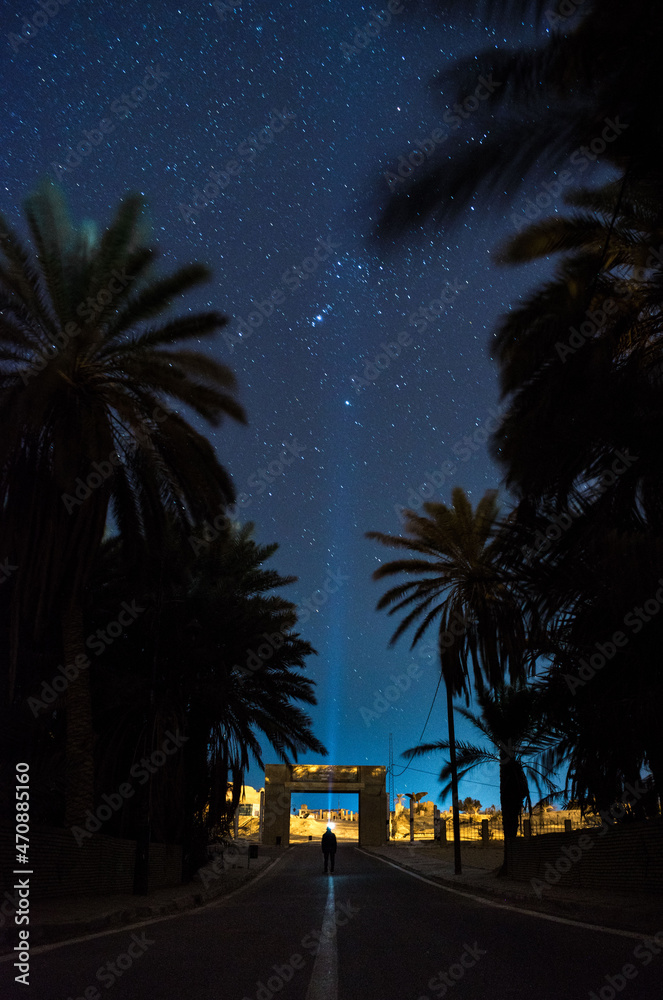 Fototapeta premium palm trees at night
