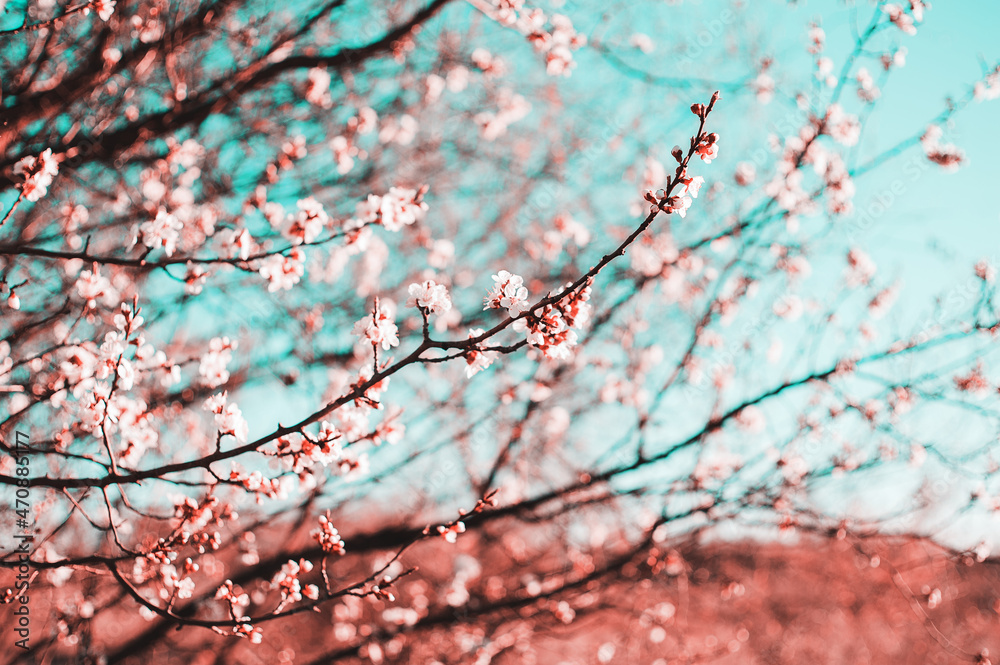 Close-up Beautiful Pink Cherry Blossoms Tree In Spring Sunbeam