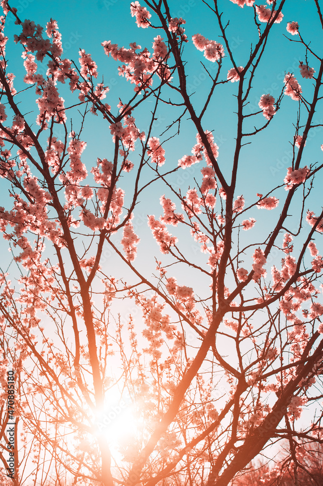 Close-up Beautiful Pink Cherry Blossoms Tree In Spring Sunbeam Close-up Beautiful Pink Cherry Blossoms Tree In Spring Sunbeam