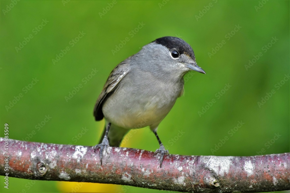 Fototapeta premium fauvette à tête noire mâle (Sylvia atricapilla), Neuchâtel, Suisse.