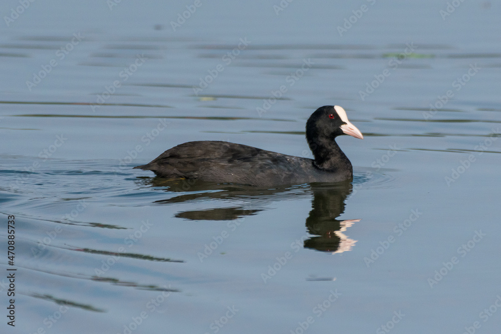 Fulica atra - Lisita - Eurasian coot Fulica atra - Lisita - Eurasian coot