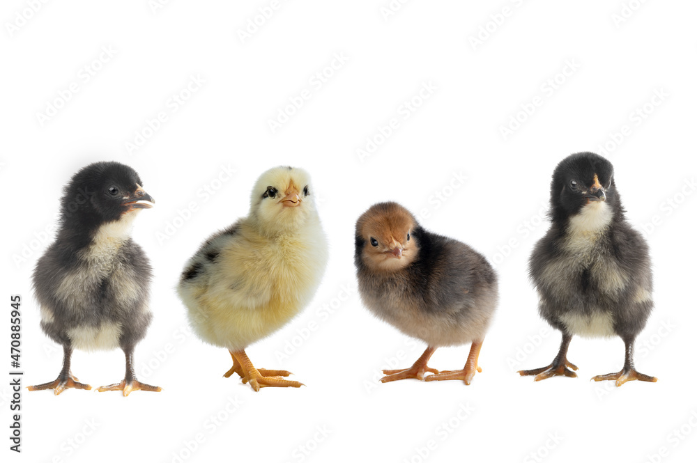 little chickens isolated on white background