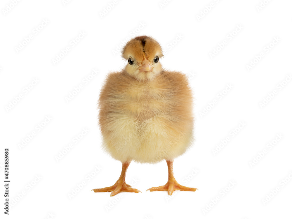 Fototapeta premium little chicken isolated on white background