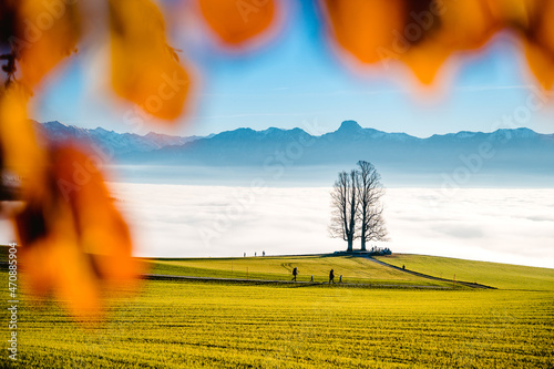 single tilia tree framed by autumn leaves with Stockhorn range in the background photo