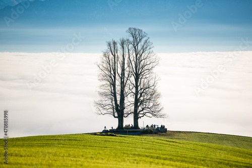 single tilia tree on Ballenbühl above autumn fog in Emmental photo