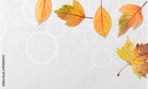Cosmetic background with autumn leaves. Trendy abstract nature template