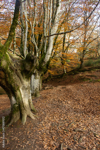 Hermosa mañana de otoño en el Hayedo de Otzarreta photo