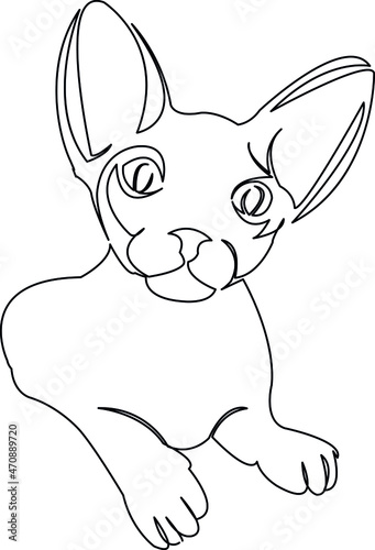 cute kitten sphinx