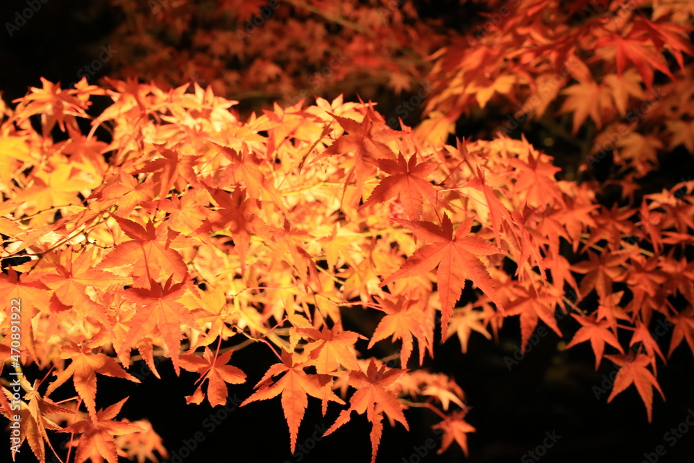 red maples change from yellow to red in autumn at night, kyoto garden