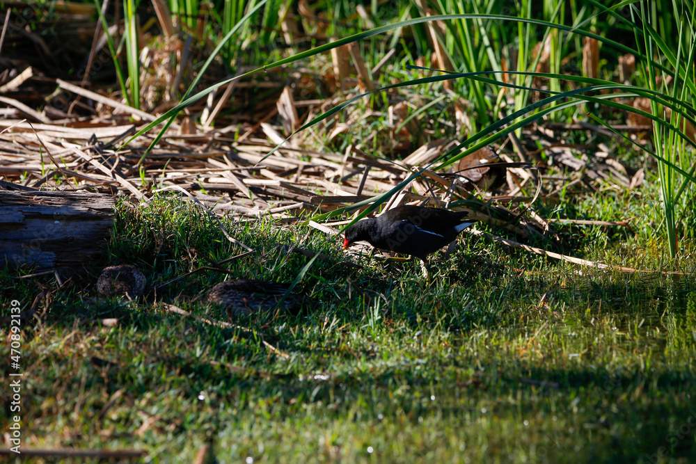 frog in the grass frog in the grass