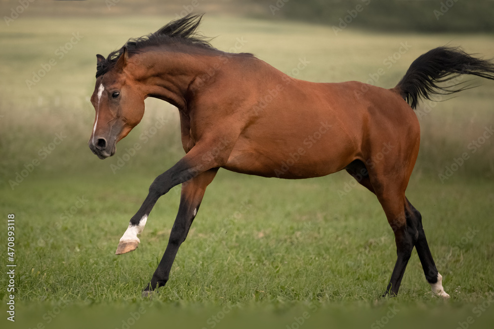 Fototapeta premium Bay arabian stallion in the wild