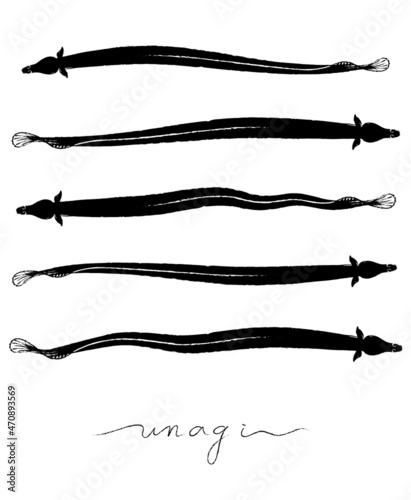 Japanese Unagi ( eel ) illustration by sumi brush