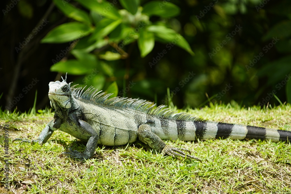 Green iguana (Iguana iguana) Iguanidae family. Green iguana (Iguana iguana) Iguanidae family.