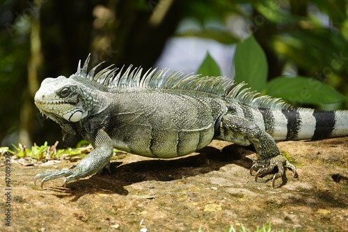 Green iguana  Iguana iguana  Iguanidae family.