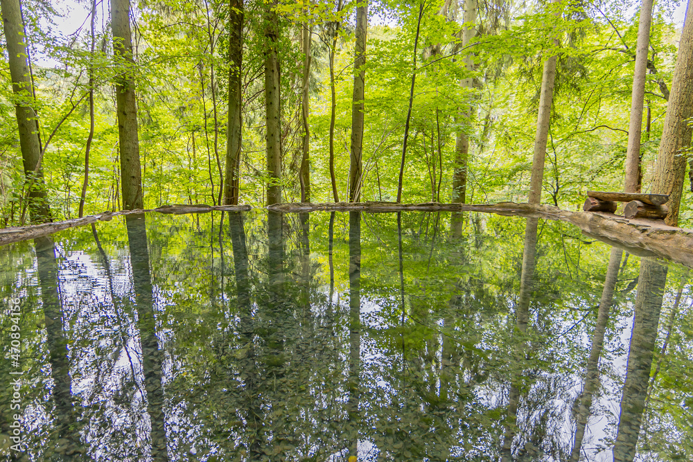 Fototapeta premium Spring of crystalline calcareous water with impressive mirror reflection of surrounding green trees, sources of lime tuff or sandstone on Mullerthal Trail, trees in background, Luxembourg