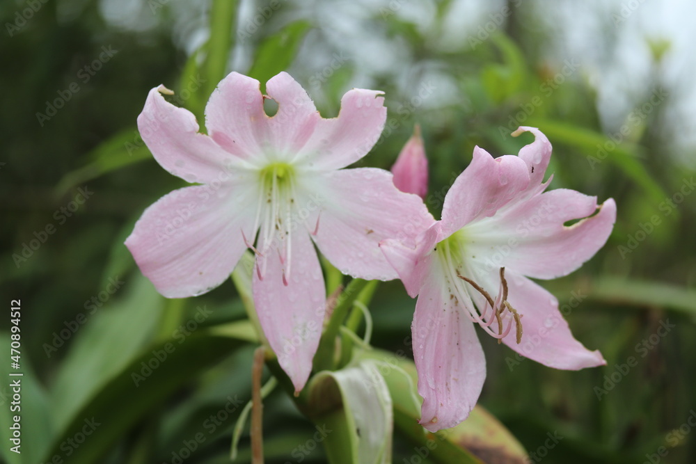 light pink flower bb light pink flower bb