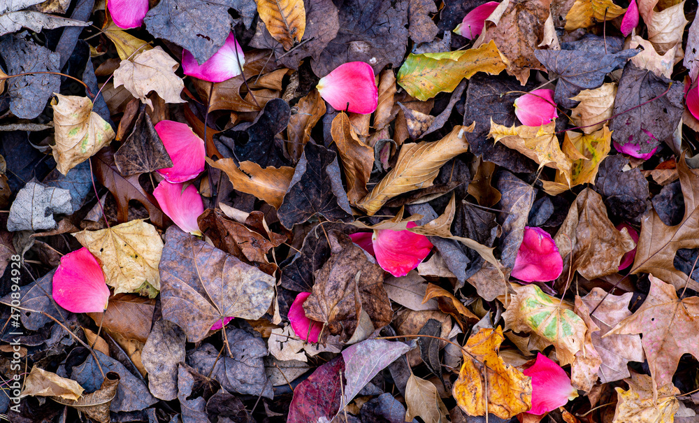Rose petals and fallen tree leaves in autumn in central Virginia. Rose petals and fallen tree leaves in autumn in central Virginia.