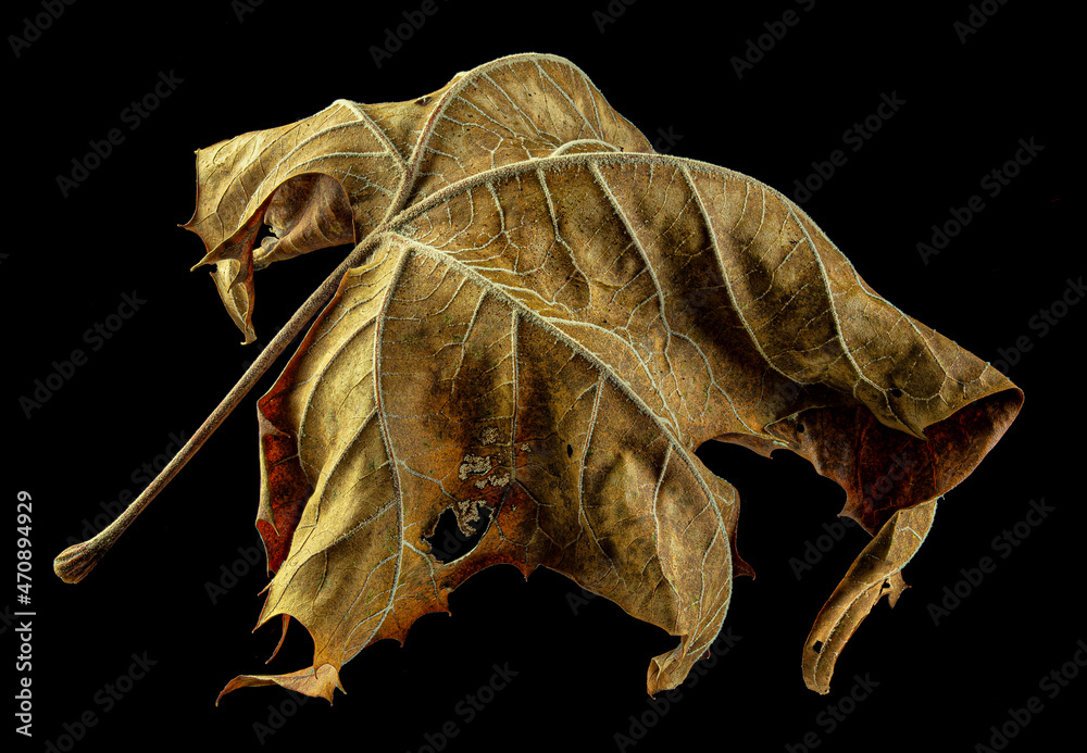 Fototapeta premium Fallen leaf of sycamore tree (Platanus occidentalis) in autumn