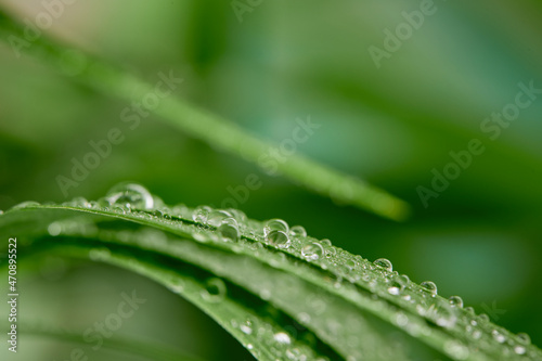 A closeup of water drops on green leaf after raindrops