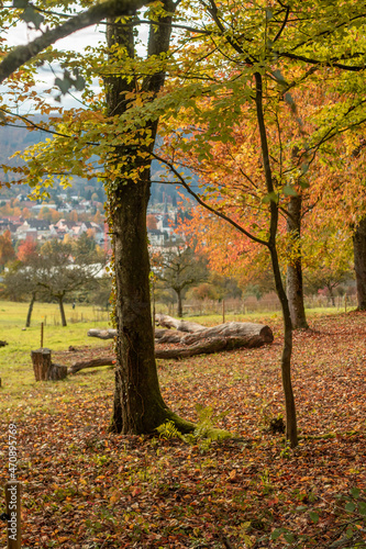 Autumn atmosphere at the edge of the forest. View across meadow orchards to a small town in the valley in southern Germany. Focus on the trees at the edge of the forest.