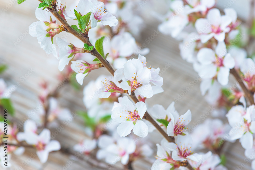 Close up for beautiful sakura blossom; Spring season concept Close up for beautiful sakura blossom; Spring season concept