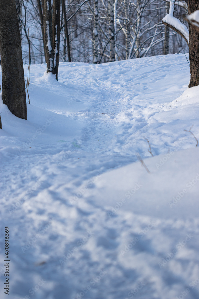 Path in winter forest on a sunny day Path in winter forest on a sunny day