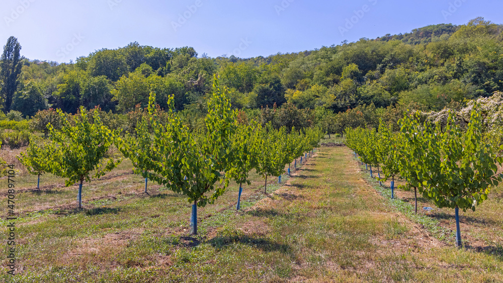 Fruits Orchard