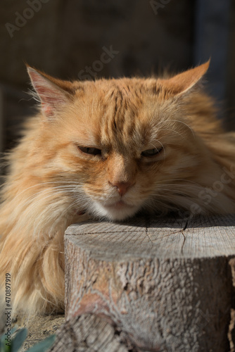 head of a red angora cat facing the sun