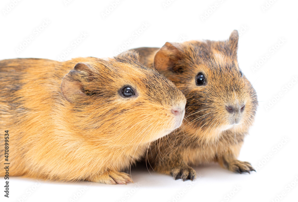 Two Guinea pigs close together. Isolated on white background. Two Guinea pigs close together. Isolated on white background.