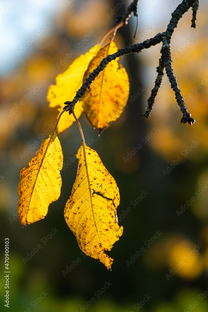 Fototapeta premium Herbstlaub im Gegenlicht