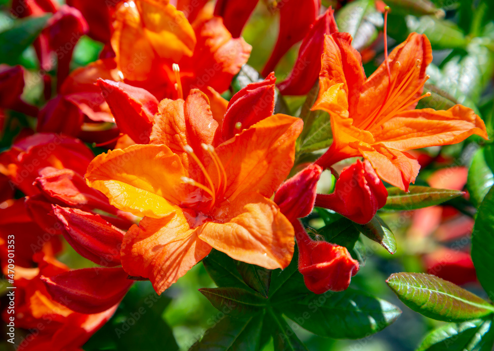 Lush flowering red rhododendron Catawbiense Grandiflorum bush closeup on a bright spring day