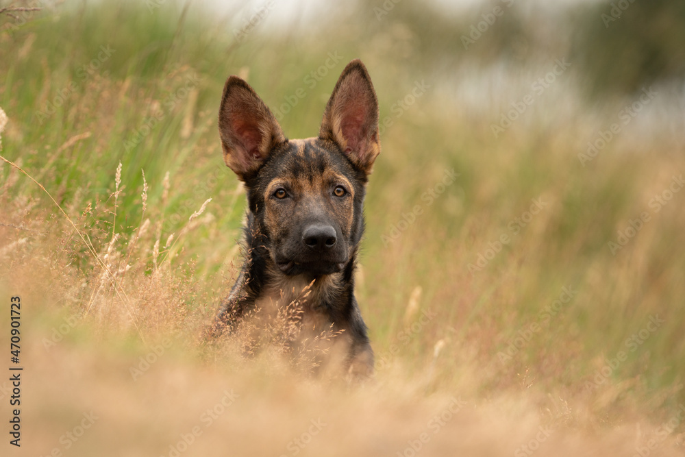 Fototapeta premium Deutscher Schäferhund Stockhaar Rüde DSH 