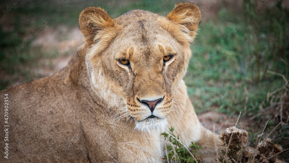 Calm lioness in natural environment close up Calm lioness in natural environment close up