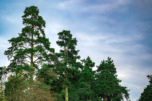 Fototapeta Naklejka Na Ścianę i Meble -  Tops of green pines against a cloudy blue sky. Beautiful natural background with copy space.