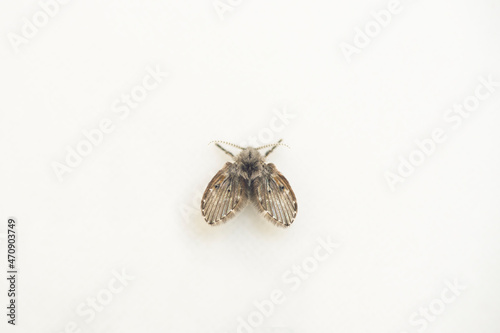 Drain fly Clogmia Albipunctata on a white tile background