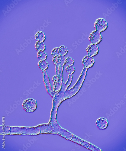 Microscopic fungi Scopulariopsis brevicaulis, 3D illustration photo