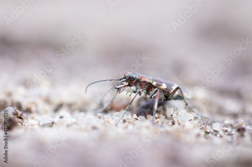 Sandlaufkäfer / Beetle © Fabian
