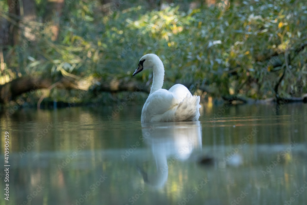 Obraz premium Schwan / Swan 