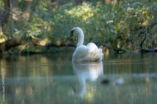 Schwan   Swan 